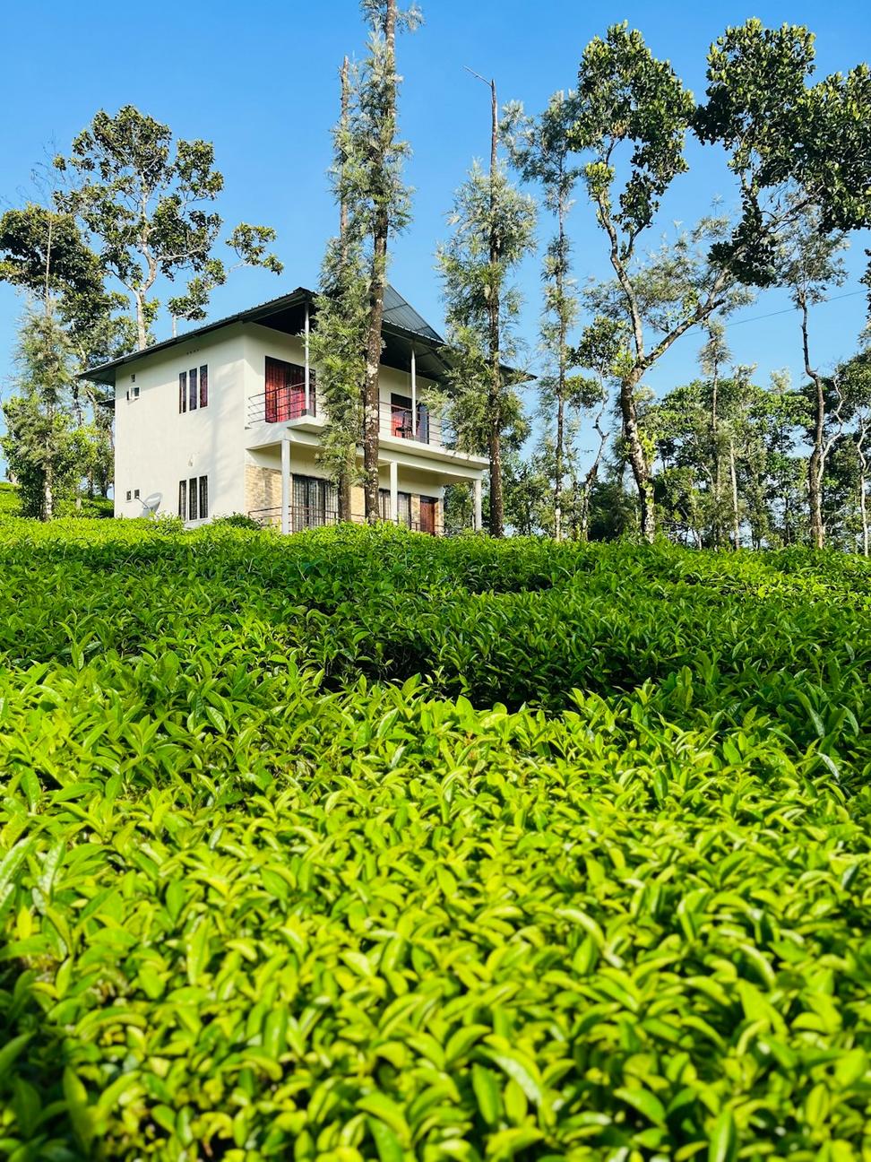 Green Roof Garden